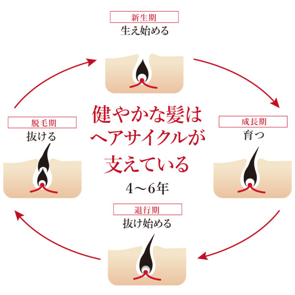 健やかな髪を支えるヘアサイクル